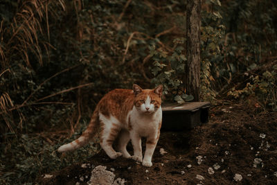 Cat looking away on field