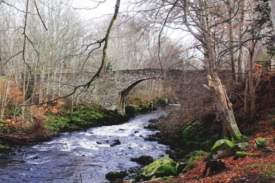 River flowing amidst bare trees in forest