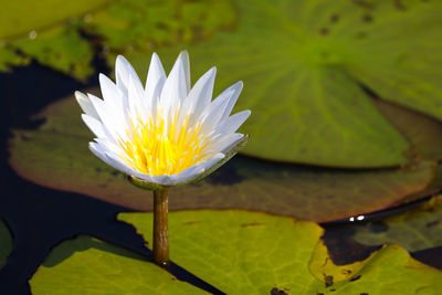 Close-up of water lily in lake