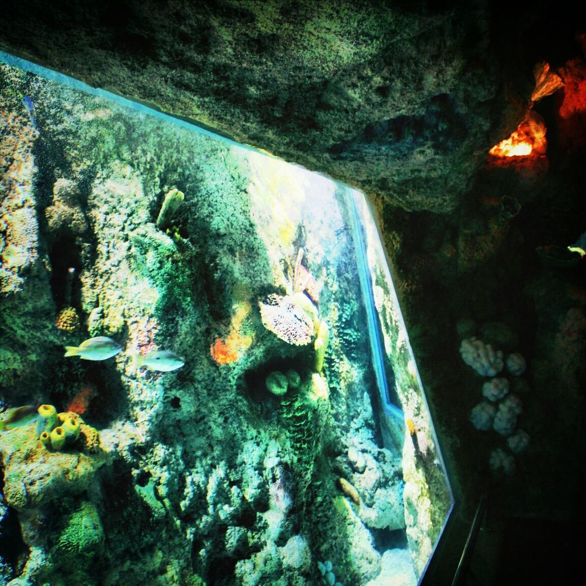 high angle view, rock - object, water, moss, abandoned, no people, day, animal themes, outdoors, nature, sunlight, built structure, wall - building feature, close-up, rock, stone - object, damaged, obsolete, run-down, weathered