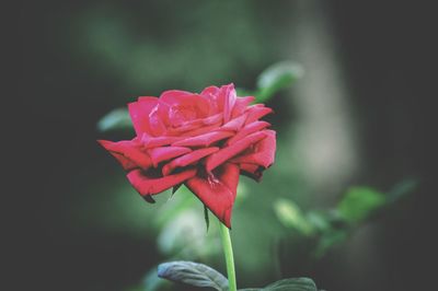 Close-up of pink rose