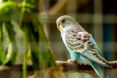 Close-up of parkeet in cage