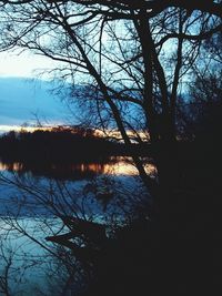 Reflection of bare trees in lake