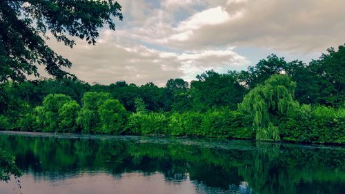 Reflection of trees in calm lake