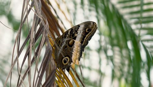 Close up photo of butterfly wings