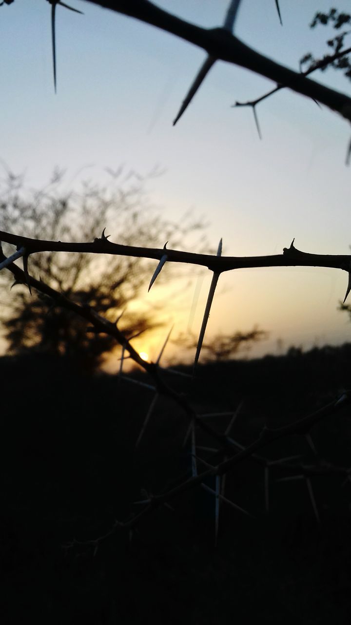 CLOSE-UP OF SILHOUETTE TREE AGAINST SKY DURING SUNSET