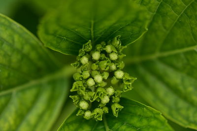 Close-up of fresh green leaves