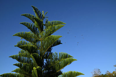 Low angle view of tropical tree against blue sky