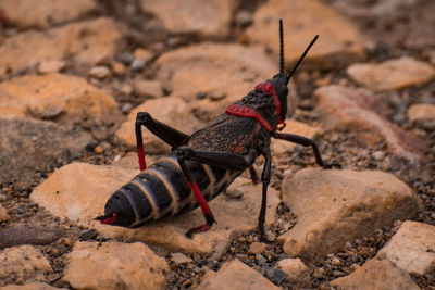 Close-up of insect on rock