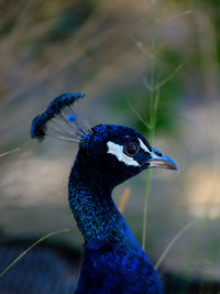 Close-up of peacock