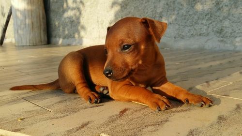 Close-up of dog lying on floor