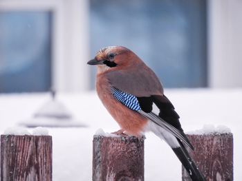 Close-up of bird perching on wooden post