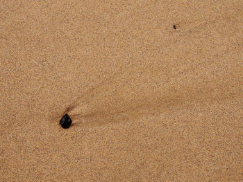 Close-up of bird on sand