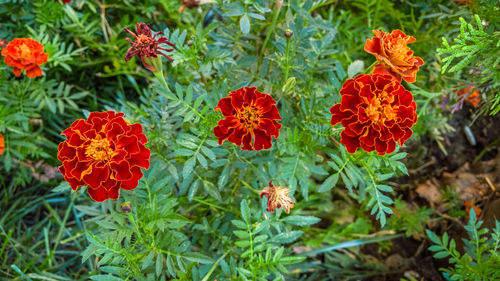 Close-up of red flowers blooming in park