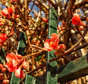 Close-up of red berries on tree