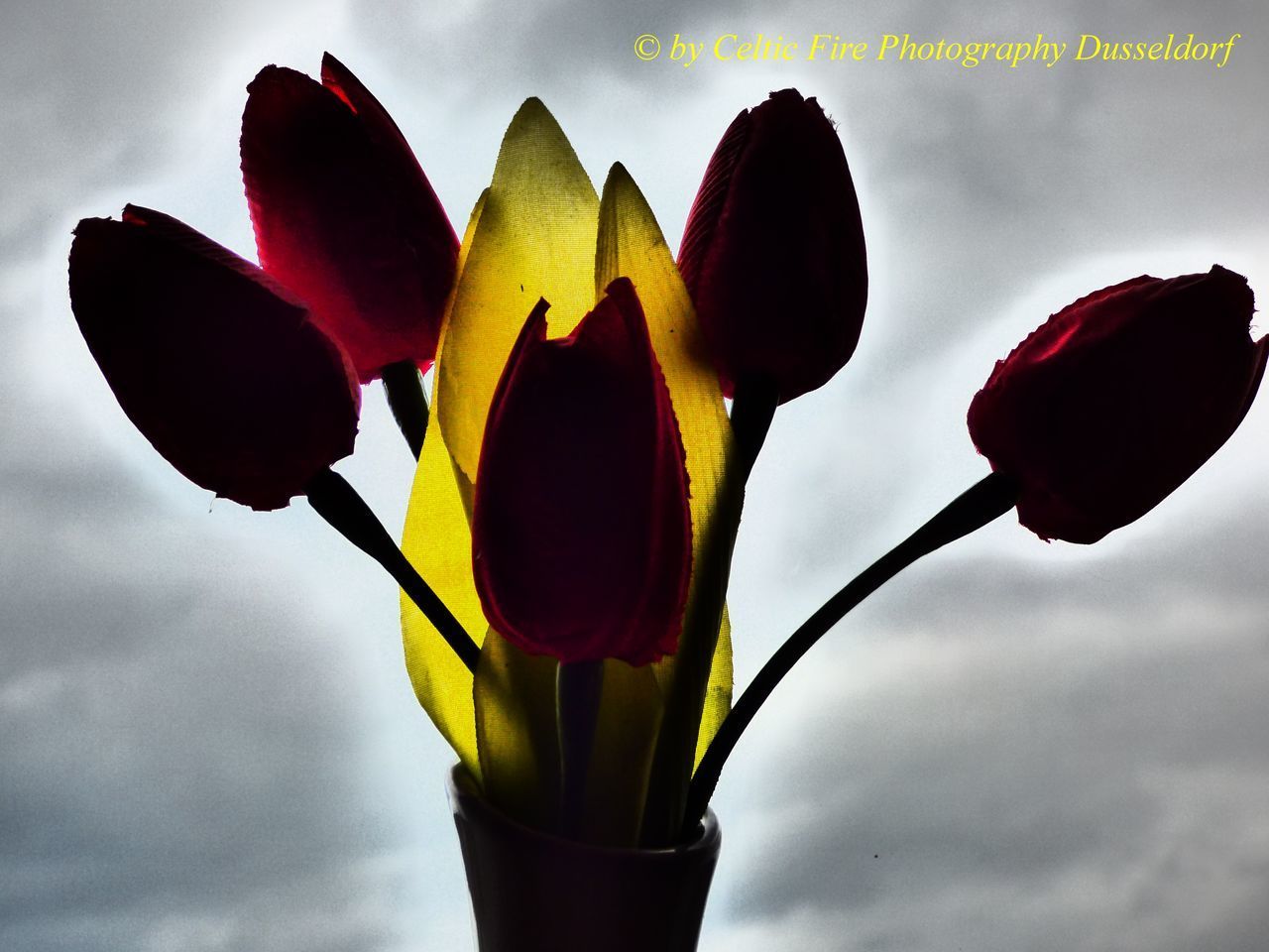 CLOSE-UP OF RED TULIP FLOWERS