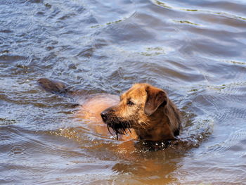 Swimming puppy