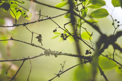 Close-up of plant