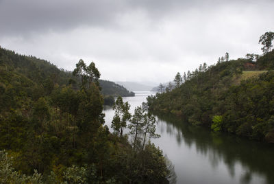 Scenic view of river amidst trees against sky