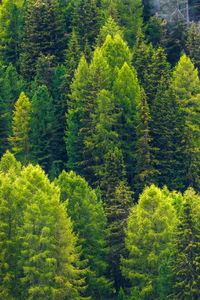 Dense forest of wild pine trees form a beautiful green natural backdrop