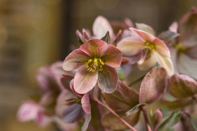 Close-up of flowers blooming outdoors