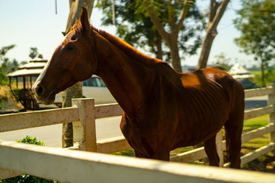 Horse standing in ranch