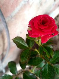 Close-up of red rose on plant