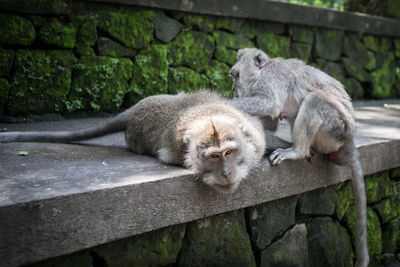 Close-up of monkey on retaining wall