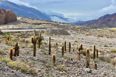 Scenic view of landscape and mountains against sky