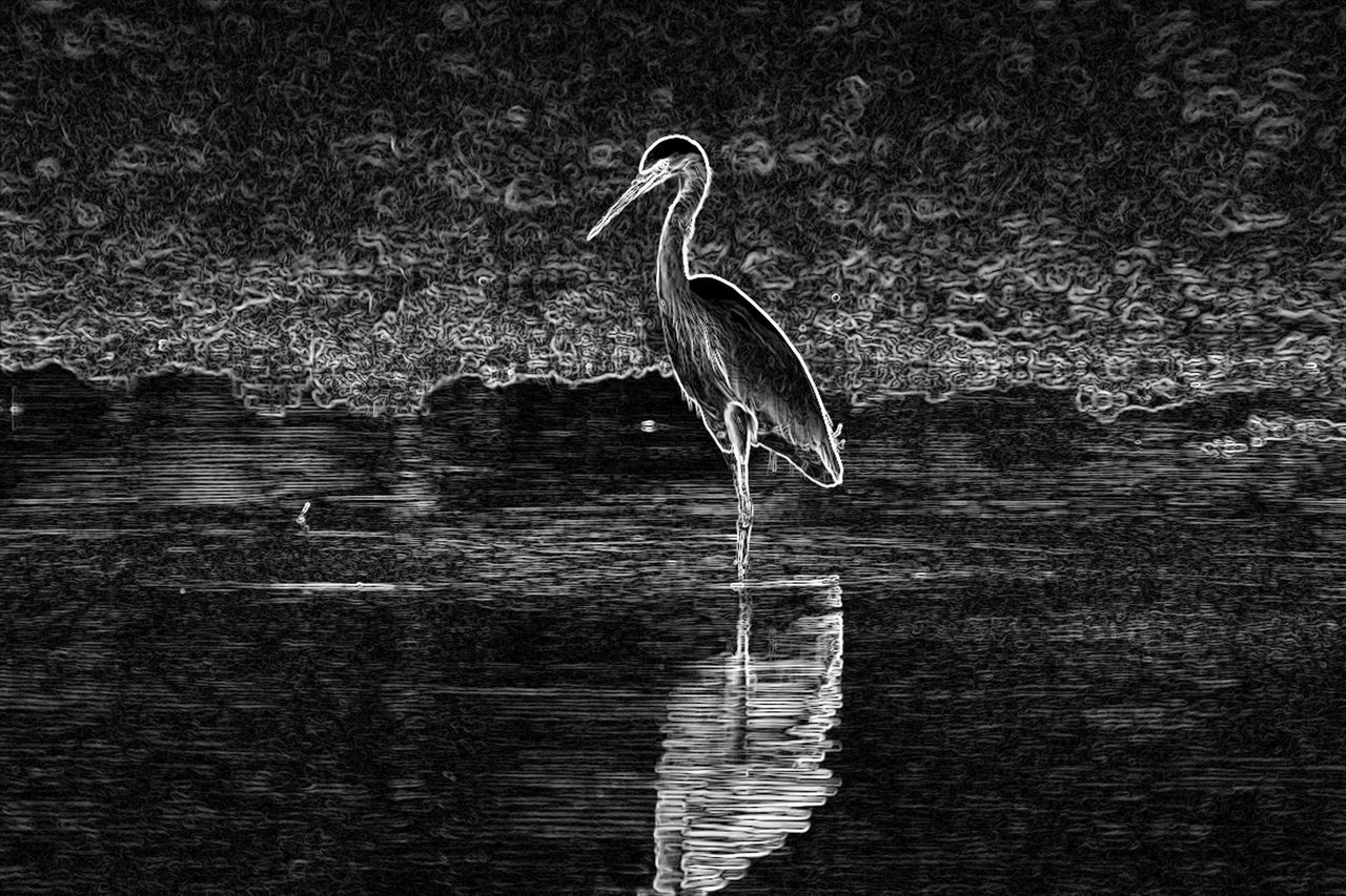 HIGH ANGLE VIEW OF GRAY HERON