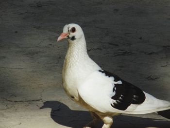 Close-up of white bird perching on wall