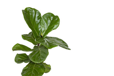 Close-up of fresh green leaves against white background