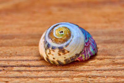 Close-up of shell on a table