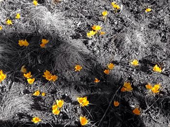 High angle view of yellow flowering plants on land