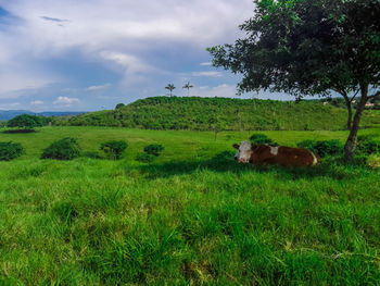 View of sheep on grassy field