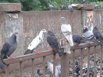 Pigeon perching on wall