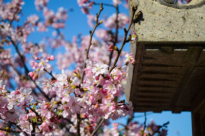 Low angle view of pink flowering tree