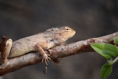 Close-up of a lizard on branch