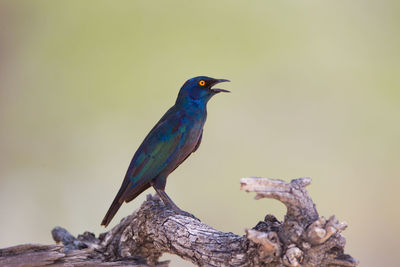 Bird perching on a tree