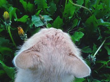 Close-up of a cat