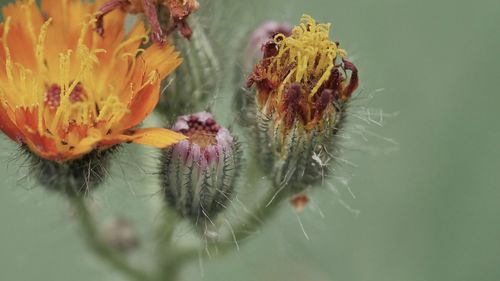 Close-up of orange flowering plant