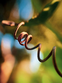 Close-up of spiral plant