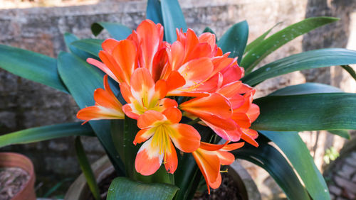 Close-up of orange flower blooming outdoors