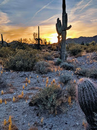 Cactus growing on field against sky during sunset