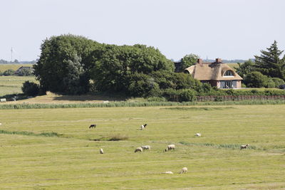 Flock of sheep grazing in a field