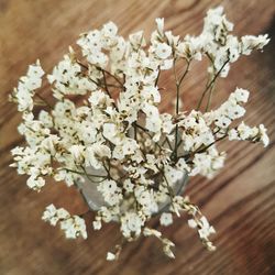 Close-up of white flowering plant on wooden table