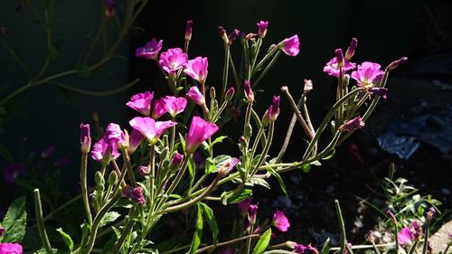 Close-up of purple flowers