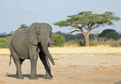 Elephant in a desert