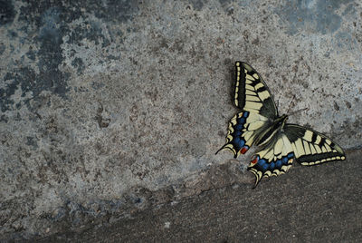 Close-up of butterfly perching on leaf