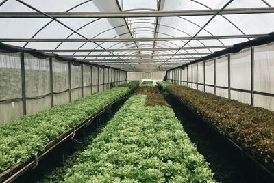 Corridor in greenhouse